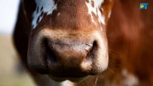 Suposto caso de vaca louca é investigado pelo MAPA no Pará