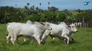 Boi gordo registra recuo de 2,76% nas praças pecuárias