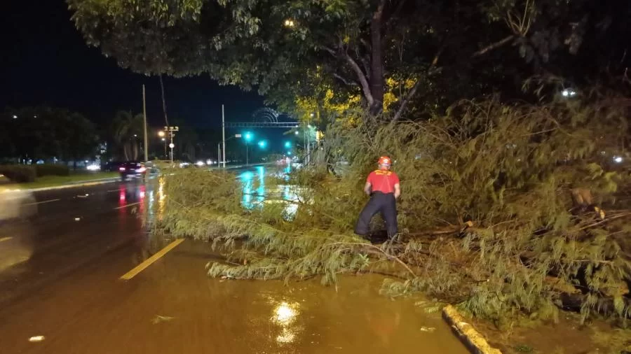 Após chuva e ventania, Corpo de Bombeiros Militar registra ocorrÃªncias de queda de árvores em Palmas e Paraíso