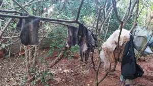 Polícia Militar prende mulher por maus-tratos a animais em Araguaína