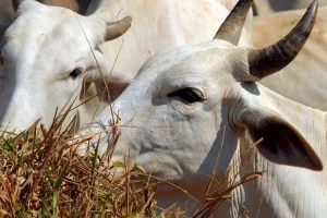 Doença da vaca louca em animal no Pará reforça importÃ¢ncia de medidas preventivas no setor pecuário