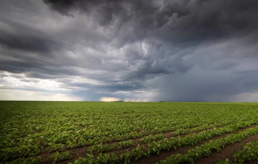 Produtores da região Noroeste celebram chuva acima da média "Não tem soja ruim esse ano no Tocantins, todo mundo tem soja boa"