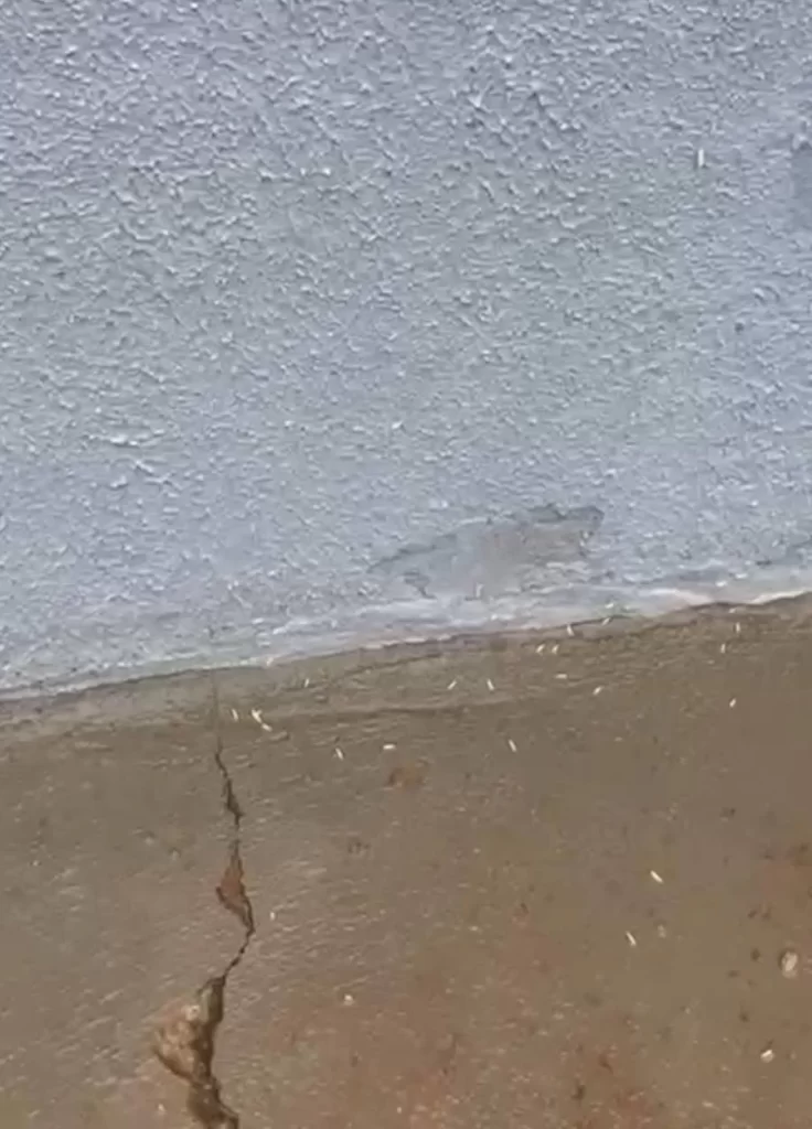 Vice-prefeito de Colinas, Francisco do Cacau grava vídeo denunciando descaso com recolhimento de lixo no município, "Tem recurso para isso, tem empresa contratada"