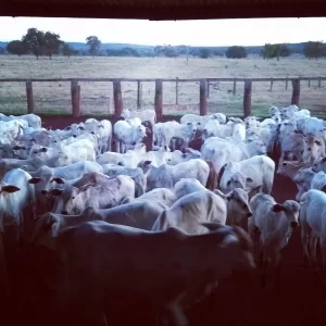 Boi gordo aparece e o preÃÂ§o afrouxa no mercado