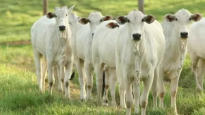 Após altas recentes cotação do Boi Gordo se mantém estável; confira