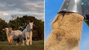 Boi Gordo, Exportação e Grãos: confira como anda o mercado brasileiro