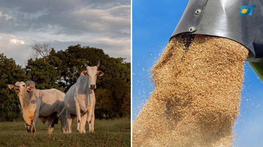 Boi Gordo, Exportação e Grãos: confira como anda o mercado brasileiro