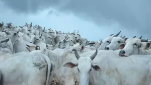 Scot Consultoria se mantém otimista quanto ao primeiro giro de confinamento de bovinos do ano