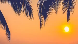 Minha Terra Tem Palmeiras…