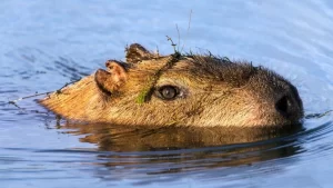 Direitos de Uma Capivara