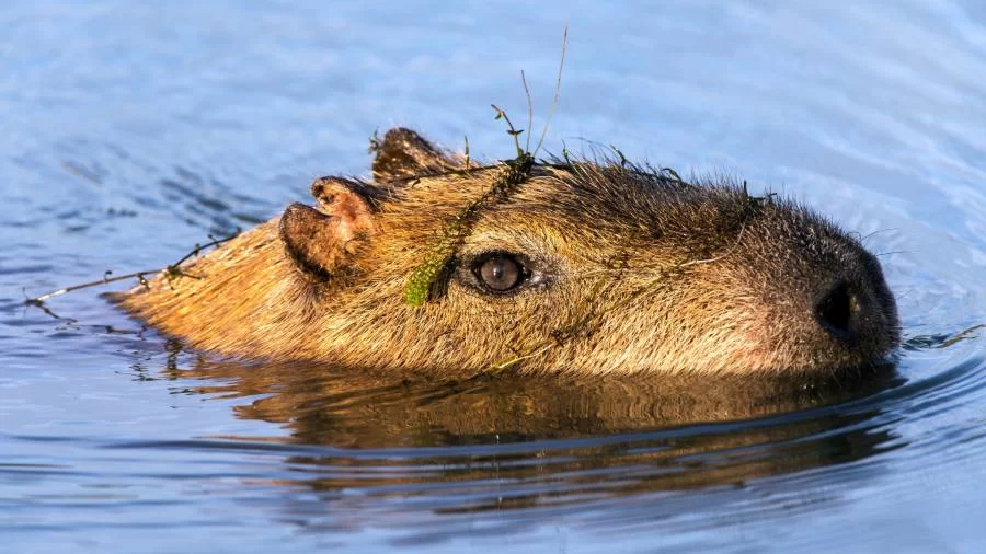 Direitos de Uma Capivara