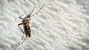 Tocantins registra primeiro caso de doença rara, "Febre do Nilo Ocidental"; saiba o que é e como se proteger