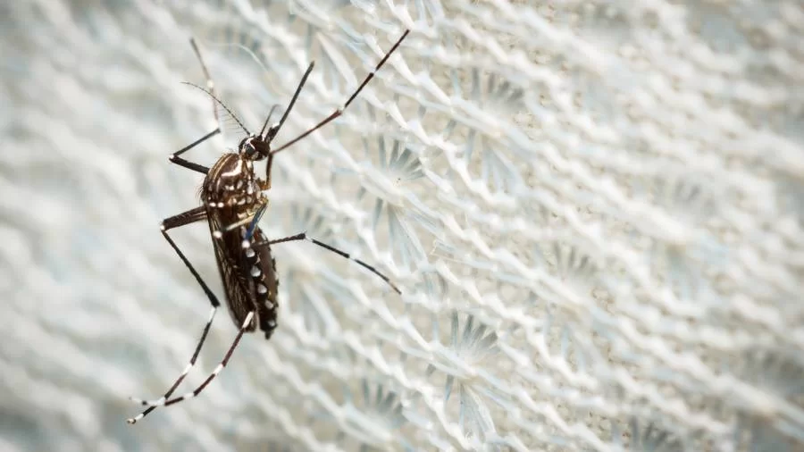 Tocantins registra primeiro caso de doença rara, "Febre do Nilo Ocidental"; saiba o que é e como se proteger