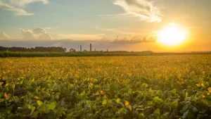 Previsão do tempo indica diminuição de chuvas e aumento da temperatura nas principais cidades do Tocantins; confira