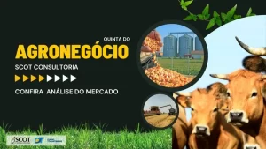 Mercado do Boi Gordo e Grãos no Tocantins são temas de análise da Scot consultoria; assista