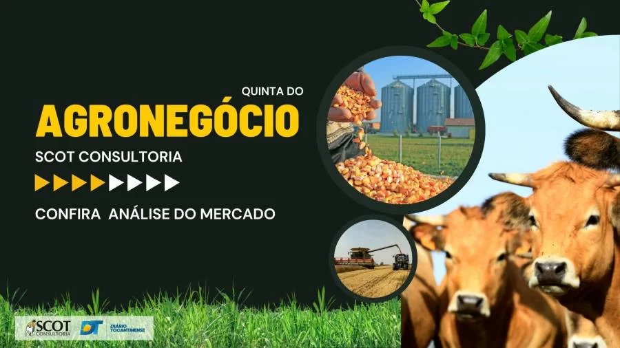 Mercado do Boi Gordo e Grãos no Tocantins são temas de análise da Scot consultoria; assista