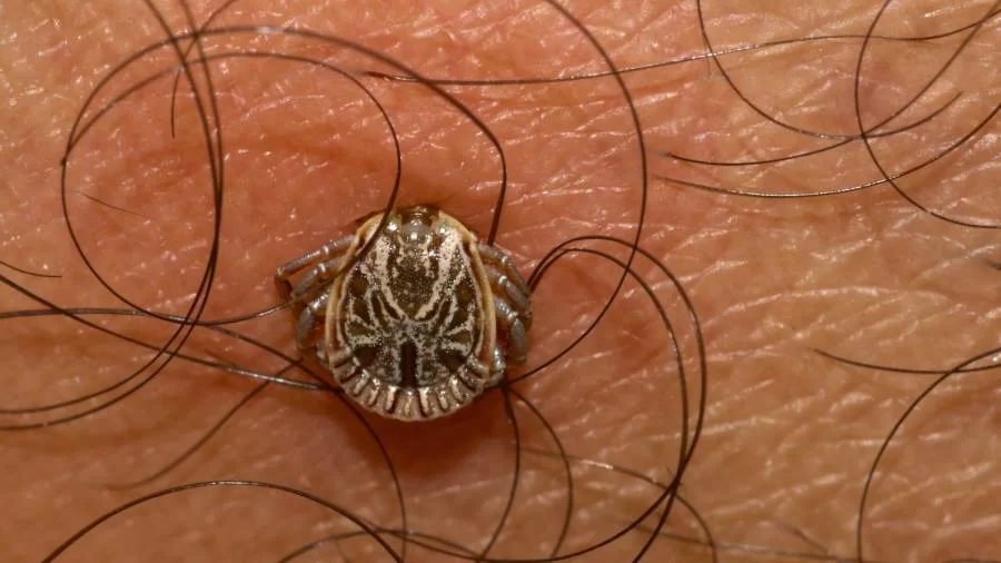 Com casos de febre maculosa confirmados no Brasil, Saúde entra em alerta; entenda a doença