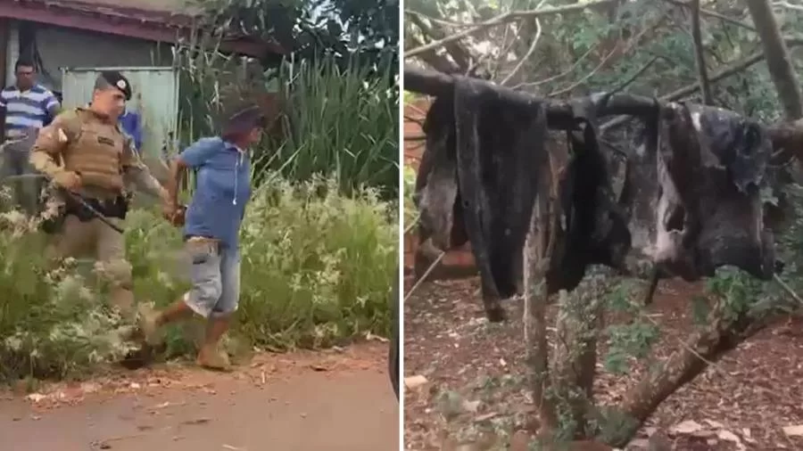 Mulher internada por matar e comer cães tem decisão revertida e é liberada da ordem