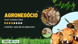 Confira a análise do mercado do boi gordo nas regiões norte e sul do Tocantins