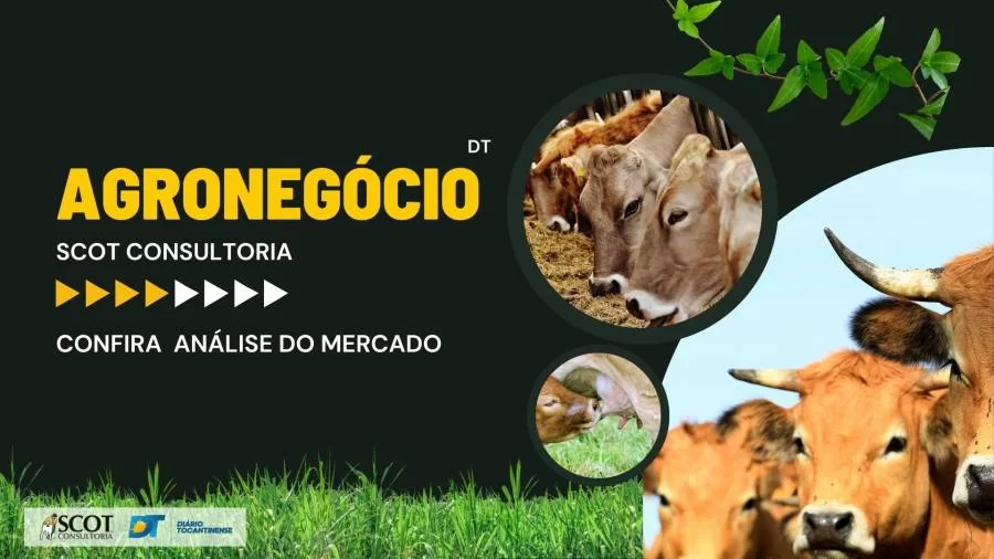 Confira a análise do mercado do boi gordo nas regiões norte e sul do Tocantins
