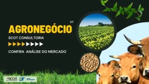 Mercado do Boi Gordo e de Grãos no Tocantins são tema de análise da Scot Consultoria; confira
