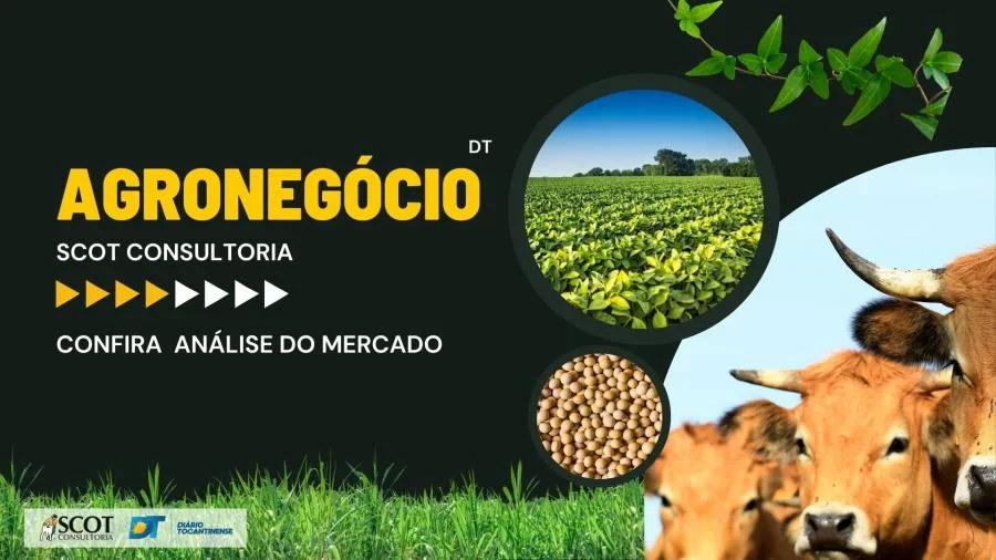 Mercado do Boi Gordo e de Grãos no Tocantins são tema de análise da Scot Consultoria; confira