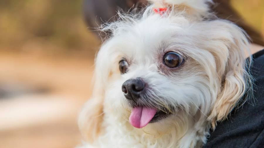 Saiba qual a principal doença oftalmológica que acomete raças de cachorros braquicefálicos; Shih Tzu, Bulldogs, Pug e outros