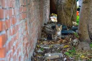 Em Colinas, ausÃªncia de serviços de castração de cães e gatos é alvo do Ministério Público do Tocantins