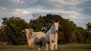 Cotação do boi gordo perde firmeza nos últimos dias de julho
