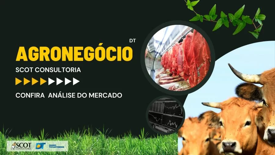 Acompanhe a cotação do Boi gordo nesta primeira semana de Agosto
