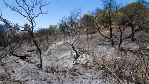 Tocantins está em 4Âº lugar no ranking de queimadas, atrás do MA, PA e MT