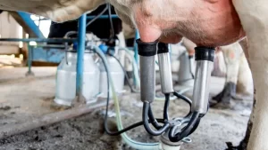 Importação excessiva de leite afeta mercado de laticínios do país; Tocantins já sente na pele os prejuízo, afirma especialista