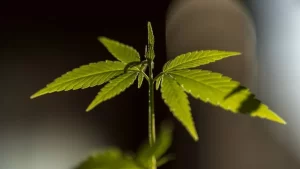 STF tem cinco votos para afastar criminalização do porte de maconha para consumo próprio