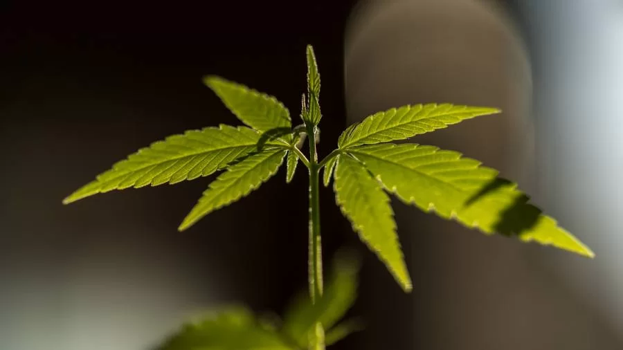 STF tem cinco votos para afastar criminalização do porte de maconha para consumo próprio