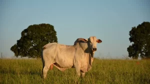 Tensão no mercado do Boi Gordo ou preços estáveis? saiba mais