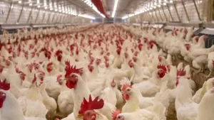 Avicultura: mesmo com alta de produção e exportação de aves do país, Tocantins enfrenta desafios no mercado