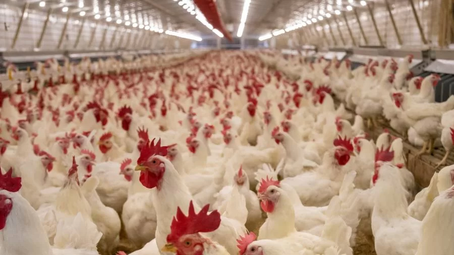 Avicultura: mesmo com alta de produção e exportação de aves do país, Tocantins enfrenta desafios no mercado