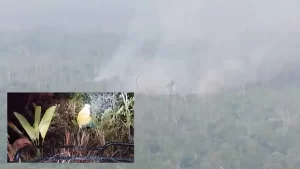 IncÃªndio na Ilha do Bananal coloca em risco vida de indígenas isolados