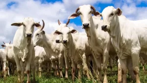 Redução de alíquota do ICMS na venda de gado vivo pode cair ainda mais, de 7% para 4%; entenda