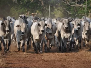 Agro: Acompanhe a cotação do Boi gordo nesta semana