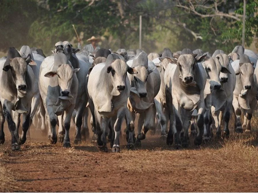 Agro: Acompanhe a cotação do Boi gordo nesta semana