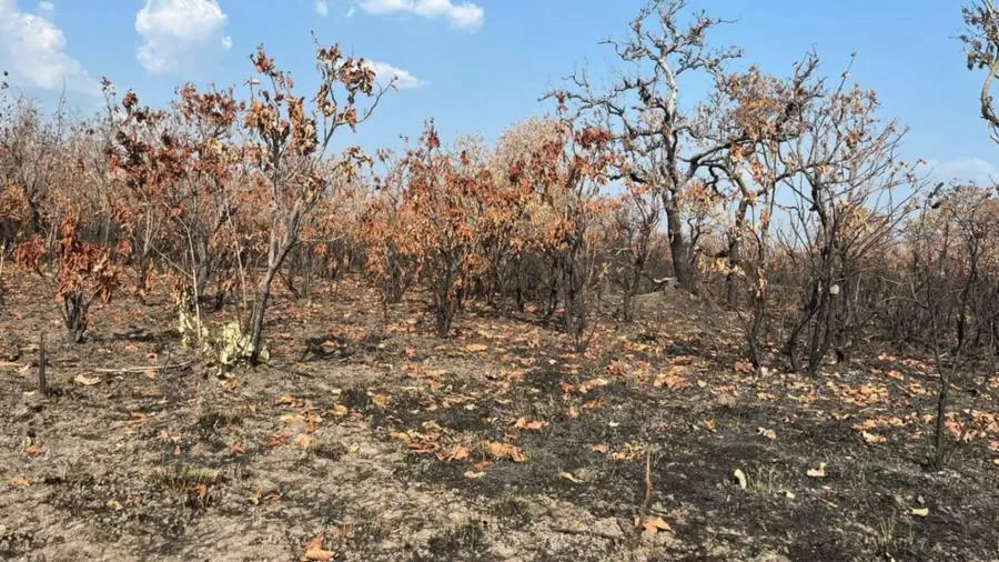 Tocantins enfrenta aumento dos incÃªndios florestais neste mÃªs de setembro