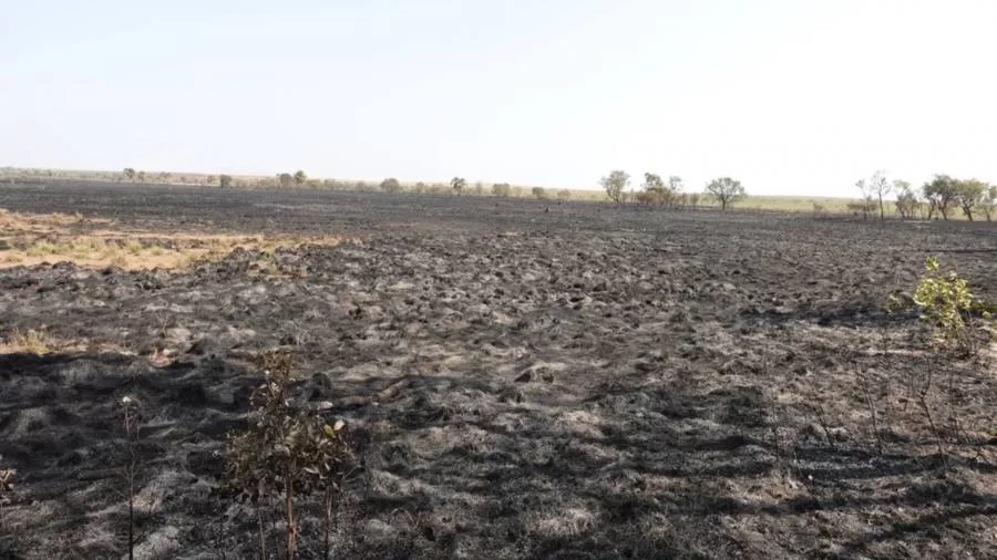 Fogo destrói campo de capim dourado no Jalapão um dia antes da colheita coletiva