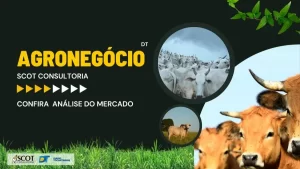 Boi Gordo: Mercado estável e expectativas dos números de exportação mensal