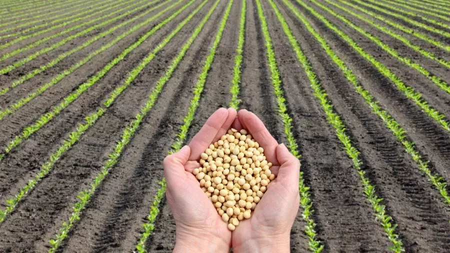 Plano Safra 2025/2026 destina R$ 570 milhões para agricultura familiar no Tocantins