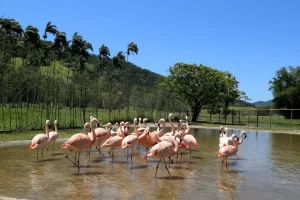 Circuito Ecológico "Que Bicho Ã Esse?": projeto é proporcionado pelo Portobello Resort & Safári até o fim deste mÃªs
