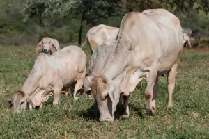 Felipe Fabrri da Scot Consultoria analisa Boi Gordo e desafios na Safra de Grãos no Tocantins