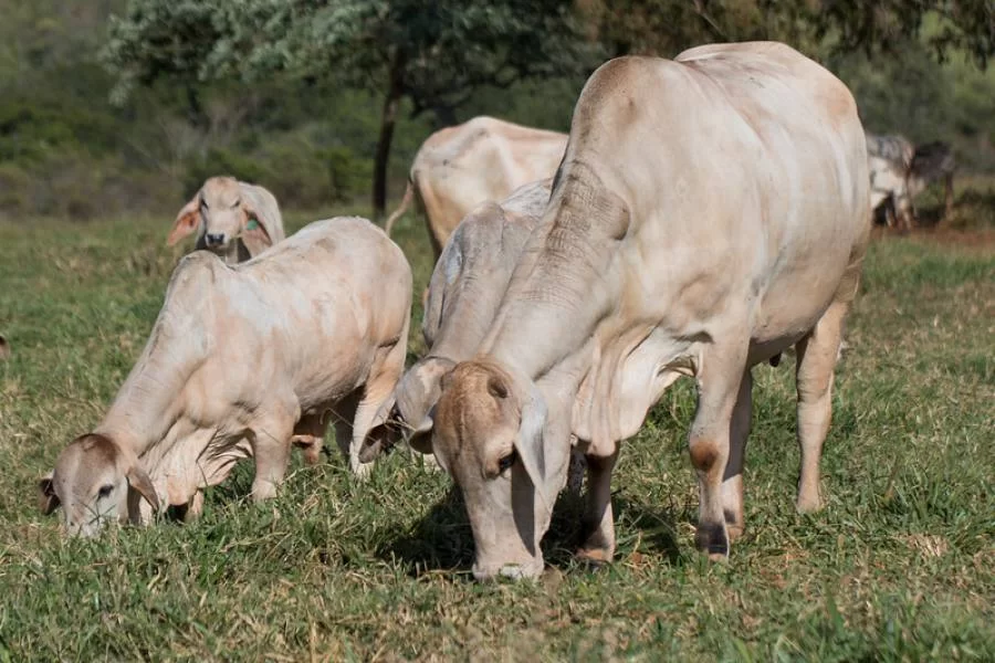 Felipe Fabrri da Scot Consultoria analisa Boi Gordo e desafios na Safra de Grãos no Tocantins