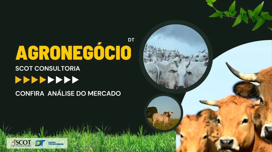 Panorama do mercado do Boi Gordo: Estabilidade e perspectivas para o final de ano