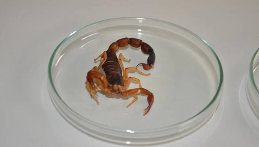 Cuidado Redobrado: Temporada de chuvas na região Norte e Centro-Oeste aumenta riscos de animais peçonhentos